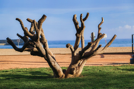 abstract tree on the coast.