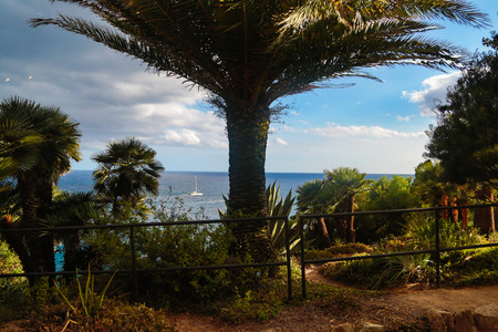palm trees in tropical garden. Costa Brava Spain.の写真素材