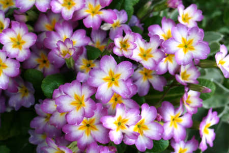 Wild flowersの写真素材