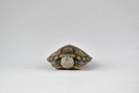 A small red-eared turtle in the center on a white background. World Turtle Day. May, 23rdの写真素材