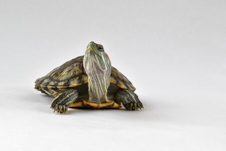 One red-eared turtle is looking directly at a white background. World Turtle Day. May, 23rdの写真素材