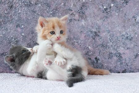 Two little mischievous fluffy kittens are playingの写真素材