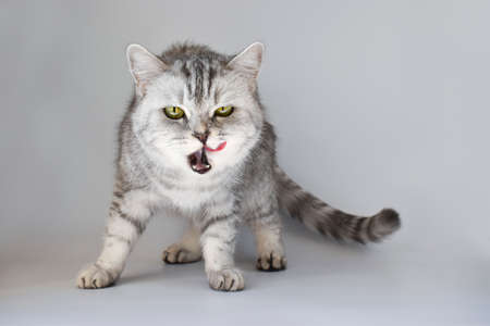 A Scottish cat with a lick of its tongue looks into a frame isolated on a white backgroundの写真素材