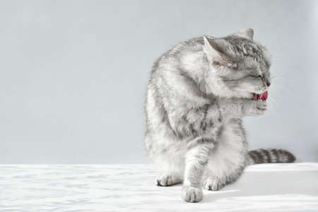 A Scottish cat sits and washes its faceの写真素材