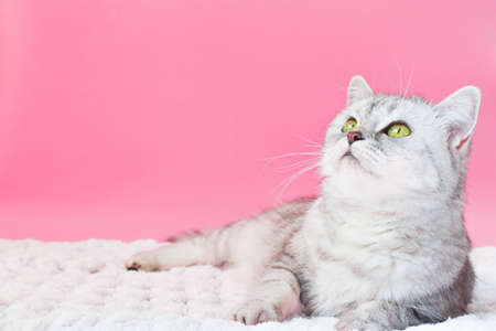 A tabby cat lies and looks up on a pink backgroundの写真素材