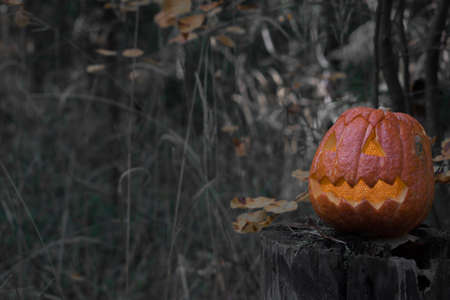 Ominous pumpkin in the forest in autumn leaves. Background Of Halloween. Pumpkin lantern. Banner. Postcard with a copy of the spaceの写真素材