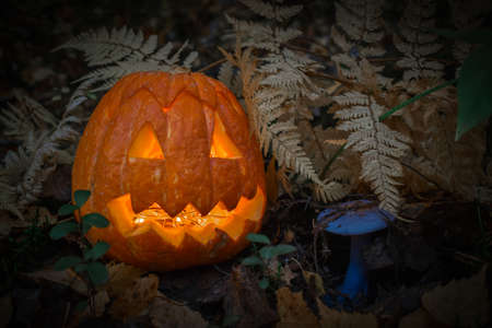 One pumpkin with a smile on a stump in a dark forest.の写真素材
