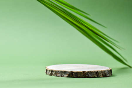 Podium for product presentation. A minimalistic scene of a felled tree lies against a green background. Prerequisites for branding.の写真素材