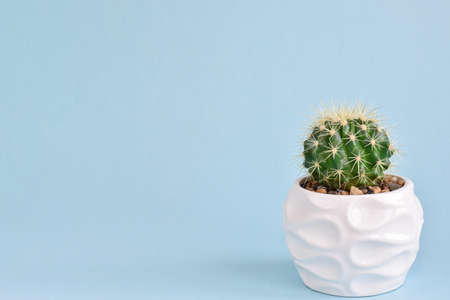 Cactus in a white pot on a blue background. Indoor plants. Home flowers. A copy of the space. Space for the text.の写真素材