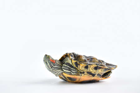 Close-up of a single red-eared turtle on a white background. World Turtle Day. May 23.の写真素材