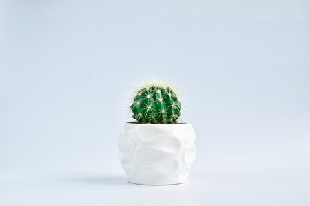 Cactus in a white pot on a blue background. Indoor plants. Homemade flowers. Copy Spaceの写真素材