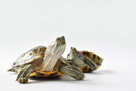Two red-eared turtles on a white background.の写真素材