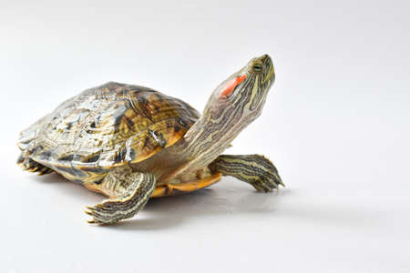 Red-eared turtle on a white background. Copy Space