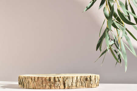 Podium for product presentation. A minimalistic scene of a felled tree with a branch of greenery with natural shadows.の写真素材