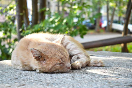 A homeless red cat is sleeping on the street.の写真素材