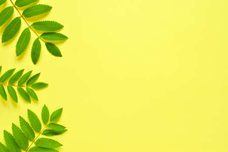 yellow background with leaves with space for text. flat bookmark, top view