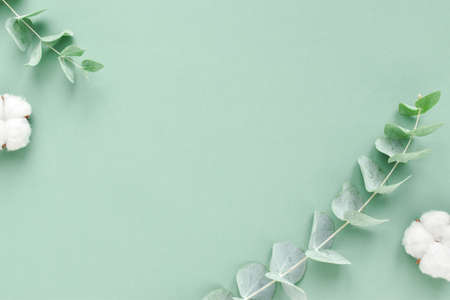 The banner is a branch of eucalyptus and cotton. Background with plants. Minimalism. Eco-cosmetics. Flat layout, top view, a place to copy.の写真素材