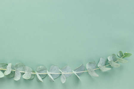 A banner with a branch of eucalyptus with an empty space for the text. Minimalism. Green background with Eco-cosmeticsの写真素材