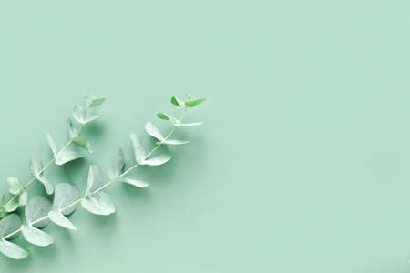 Banner with a branch of eucalyptus on a green background. minimalism. Background for Eco-cosmetics. Flat layout, top view, a place to copy.の写真素材