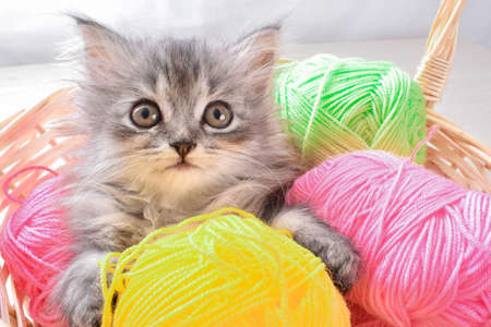 A small gray kitten is lying in a basket with colorful balloons on a gray background.