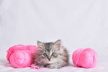 A cute little Scottish cat lies next to pink balls of thread on a white background. Knitting and sewing. copy spaceの写真素材