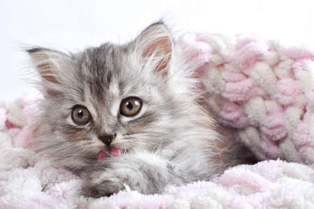 A postcard with a small cat. A cute little kitten licks a paw lying on a blanket.の写真素材