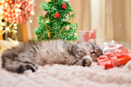 Selective focus. Cute striped fluffy cat is sleeping next to the Christmas tree. Christmas card. The theme of the new year and gifts.の写真素材