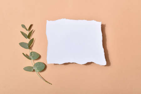 Invitation template with envelopes on a beige background with a branch of eucalyptus. A romantic note. Flat layout, top view, place to copy.の写真素材
