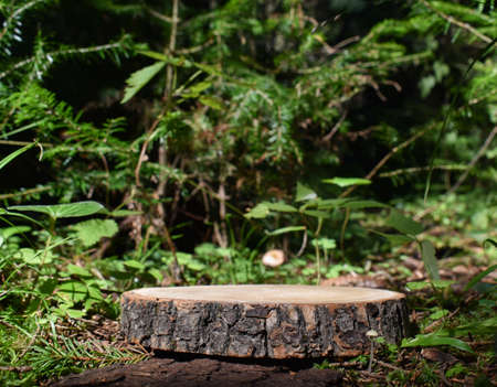 A minimalistic wooden stage set against the background of a forest. A podium for the presentation of goods and cosmetics. Copy space.の写真素材