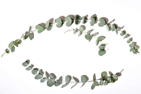 eucalyptus leaves on a white background. Flatlay, Flat lay, Flatly, Top view, Overheadの写真素材