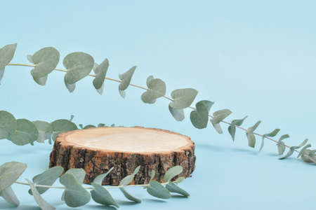 Podium for product presentation. Minimalistic scene of a felled tree with a branch of eucalyptus on a blue background.の写真素材