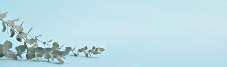 Branches of fresh eucalyptus, blue background. eco banner .の写真素材