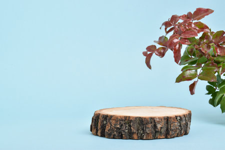 Podium for product presentation. Minimalistic scene of a fallen tree with a multicolored branch.