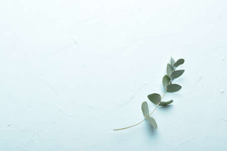 Banner with one eucalyptus branch on a light blue background. Minimalism.の写真素材