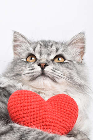 A red knitted heart in the paws of a cat. A postcard with a gray fluffy cat for Valentine's Day. Festive background with a cat. copy spaceの写真素材