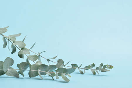 A banner of eucalyptus on a light blue background with a place to fuck the text. Minimalism. Background for Eco-cosmetics.の写真素材