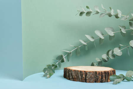 Podium for product presentation. A minimalistic scene of a felled tree with a branch of eucalyptus with natural shadows.の写真素材