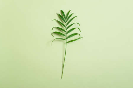 Tropical leaf on a light green background. Banner design