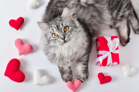 A cute gray cat lies next to knitted hearts. Love for pets. Valentine's Day. flat lay. top viewの写真素材
