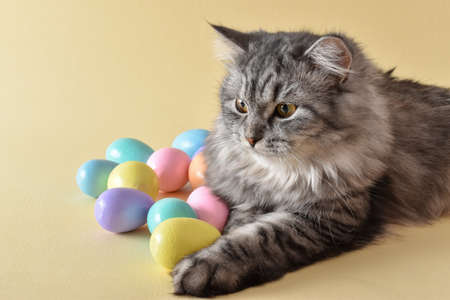 A postcard with an Easter cat. The cat is lying and Easter eggs are scattered nearby. A postcard for Easter. copy spaceの写真素材