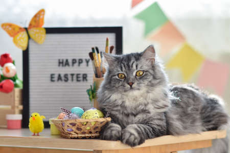 A gray fluffy cat lies next to Easter eggs. Easter greeting card. Happy Easterの写真素材