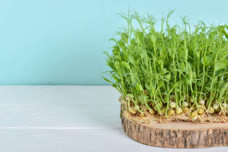 Close-up of micro-green peas on a light blue background and a white table. Home garden on the windowsill. healthy eating. Vegetarianism. Diet. copy spaceの写真素材