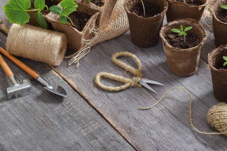 Top view of cucumber and tomato seedlings and garden tools on a wooden background. He was lying flat. view from above. copy spaceの写真素材