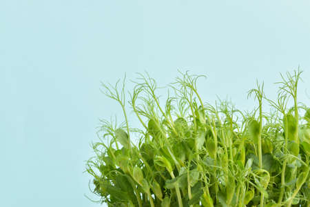 Close-up of young pea shoots on a light blue background. copy space