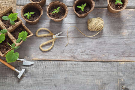 Wooden background with cucumber and tomato seedlings and garden tools. copyspace. Flat lay, top view.の写真素材