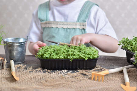 A two-year-old girl has scissors in her hands and she takes care of seedlings of arugula microgreens. freshly prepared products. healthy eating. Children's hobby.の写真素材