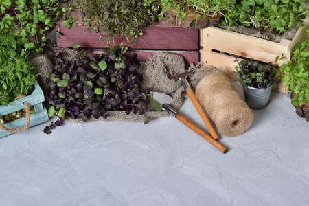Background with micro-greenery and gardener's devices. flat lay. top view. copy spaceの写真素材