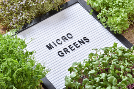 selective focus. Felt board close-up with letters with the inscription micro greens. Home garden on the windowsill. freshly prepared products. healthy eating. Children's hobby.の写真素材