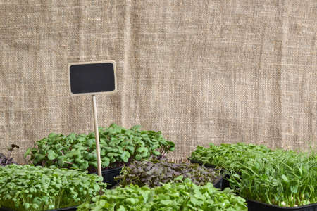 Close-up of leaves of various micro greens with a black tag for writing with chalk. Cultivation of...