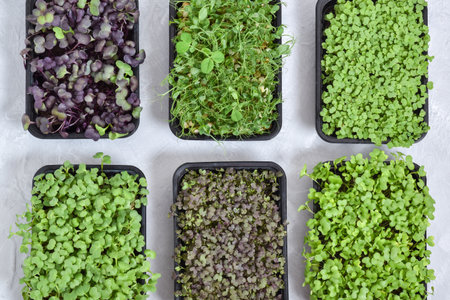 Six containers with micro-greenery. view from the top. Flat lay, top view.の写真素材